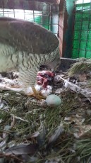 IMG-20180415-WA0032.jpg