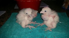 Pollos de peregrino.