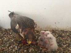 La madre con los pollos