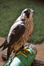DSC_0366.JPG