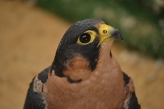 DSC_1167.JPG