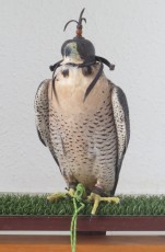 Hembra reproductora