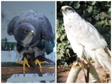 BLack sparrowhawk albidus.jpg