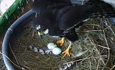 Black sparowhawk hibrid.jpg