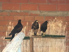 Los Harris con un pollo del año pasado