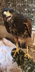Un pollo del año pasado
