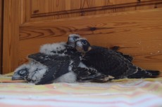 Pollos de otro año