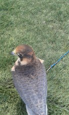 IMG-20180515-WA0003.jpg