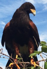 IMG_3727.JPG