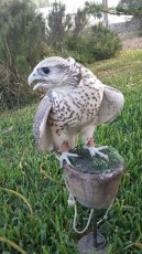 pollo silver 2016 2.jpg