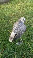 pollo silver 2016.jpg