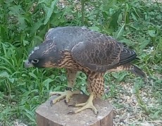 IMG_20180527_204431.jpg