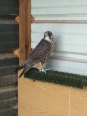 IMG_20180610_141958.jpg