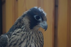 8_DSC_0204.JPG