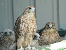 Pollo 2017 Peregrinus x Rusticolus-Cherrug (7-8) (2).jpg