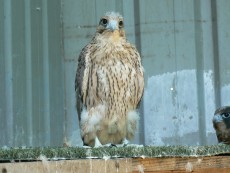 pollo 2017 Peregrinus x Rusticolus-Cherrug (7-8).jpg