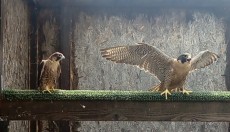 IMG_20180612_140258.jpg