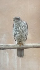 IMG_machoazor20180609.jpg