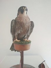 Hembra del 2005