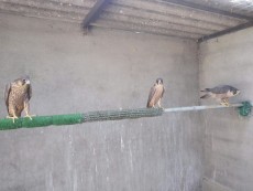IMG-20180621-WA0013.jpg