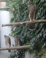 pollos alemanes 2018.jpg