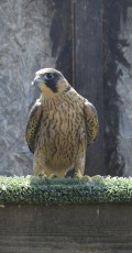 IMG-20180623-WA0011.jpg