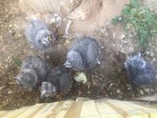 Búhos nivales
