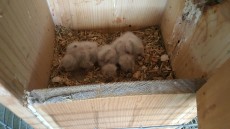 Otus scops 2017..jpg