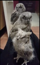 Otus scops babies 2017.png