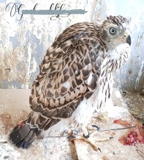 silver x buteoides goshawklife.jpg