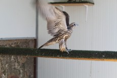 IMG_1221 - copia.JPG
