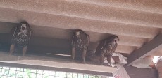 Pollos macho 2018