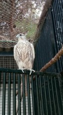 IMG-20180803-WA0005.jpg