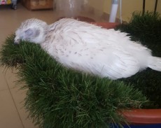 Abidus 2018 goshawklife.jpg