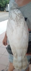 albidus kraftwerk goshawklife.jpg