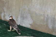 1 IMG_4349.JPG