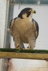 IMG-20170705-WA0010.jpg