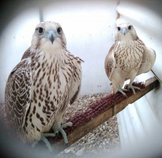 hembra (izquierda) macho (derecha)
