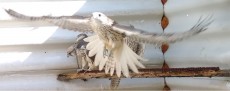 el macho en vuelo frontal
