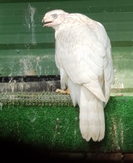 female albidus goshawklife.com.jpg