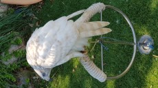 Male albidus goshawklife.com.jpg