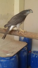 IMG-20180830-WA0042.jpg