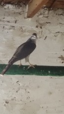 IMG-20180830-WA0041.jpg