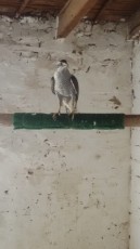 IMG-20180830-WA0040.jpg