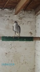 IMG-20180830-WA0039.jpg