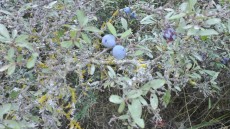 IMG-20180901-WA0014.jpg