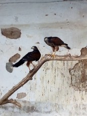 Torzuelos sueltos en muda