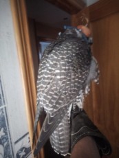IMG-20180919-WA0100.jpg