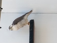 IMG_20180629_083410.jpg