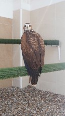 IMG-20180927-WA0001.jpg